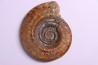 Hildoceras lusitanicum (Meister) - Toarcien - region de Charolle, Brionnais - FRANCE
