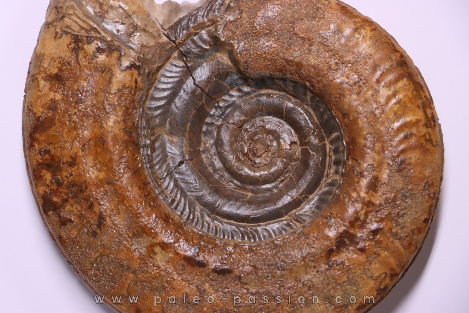 Hildoceras lusitanicum (Meister) - Toarcien - region de Charolle, Brionnais - FRANCE