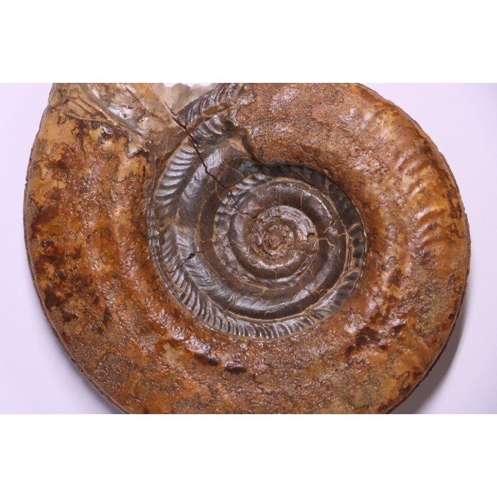 Hildoceras lusitanicum (Meister) - Toarcien - region de Charolle, Brionnais - FRANCE