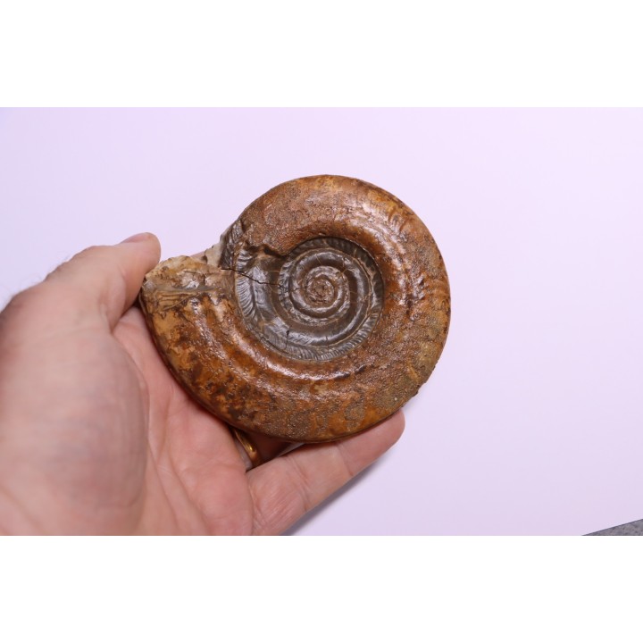 Hildoceras lusitanicum (Meister) - Toarcien - region de Charolle, Brionnais - FRANCE
