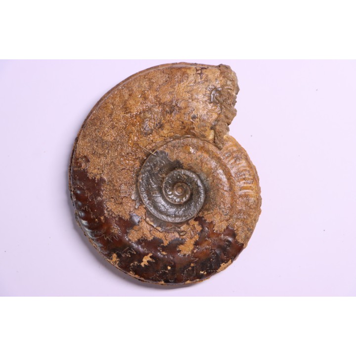 Hildoceras semipolitum (Buckman) - Toarcien - region de Charolle, Brionnais - FRANCE