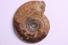 Hildoceras semipolitum (Buckman) - Toarcien - region de Charolle, Brionnais - FRANCE