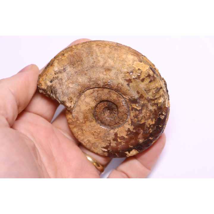 Hildoceras semipolitum (Buckman) - Toarcien - region de Charolle, Brionnais - FRANCE