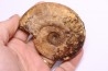 Hildoceras semipolitum (Buckman) - Toarcien - region de Charolle, Brionnais - FRANCE