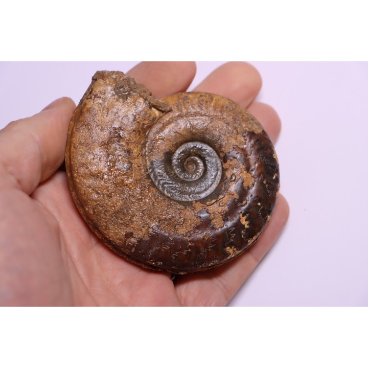 Hildoceras semipolitum (Buckman) - Toarcien - region de Charolle, Brionnais - FRANCE