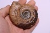 Hildoceras semipolitum (Buckman) - Toarcien - region de Charolle, Brionnais - FRANCE