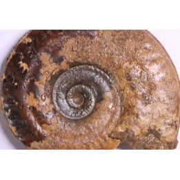 Hildoceras semipolitum (Buckman) - Toarcien - region de Charolle, Brionnais - FRANCE