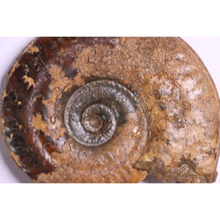 Hildoceras semipolitum (Buckman) - Toarcien - region de Charolle, Brionnais - FRANCE