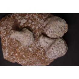 Uperocrinus pyriformis  physetocrinus ventricosus  Mississippian  Burlington Fmt  Ralls Co, Montana - USA