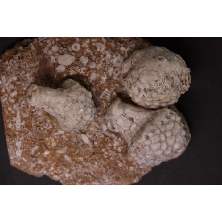Uperocrinus pyriformis  physetocrinus ventricosus  Mississippian  Burlington Fmt  Ralls Co, Montana - USA