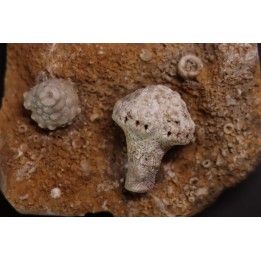 Uperocrinus pyriformis  Abatocrinus clyeatus  Mississippian  Burlington Fmt  Ralls Co, Montana - USA