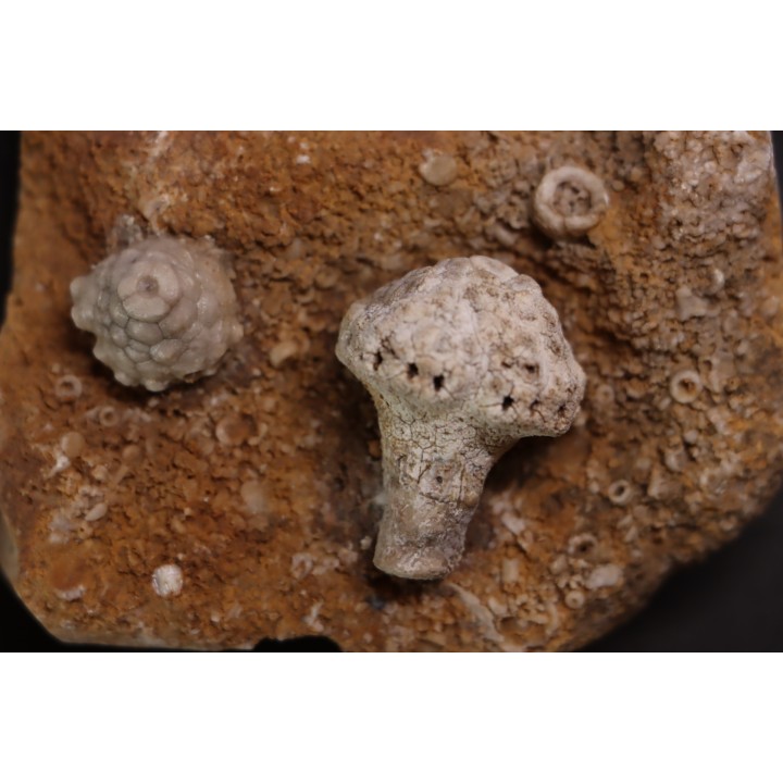 Uperocrinus pyriformis  Abatocrinus clyeatus  Mississippian  Burlington Fmt  Ralls Co, Montana - USA