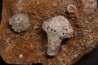 Uperocrinus pyriformis Abatocrinus clyeatus Mississippian Burlington Fmt Ralls Co, Montana - USA