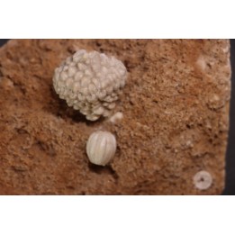 Abatocrinus subaequalis  Cryptoblastus melo  Mississippian  Burlington Fmt  Pike Co, Montana - USA