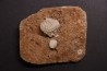 Abatocrinus subaequalis  Cryptoblastus melo  Mississippian  Burlington Fmt  Pike Co, Montana - USA