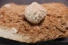 Abatocrinus subaequalis  Cryptoblastus melo  Mississippian  Burlington Fmt  Pike Co, Montana - USA
