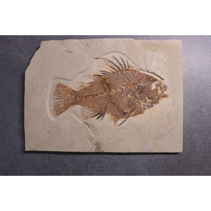 Priscacara serrata