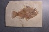 poisson fossile Priscacara serrata - Eocene - USA