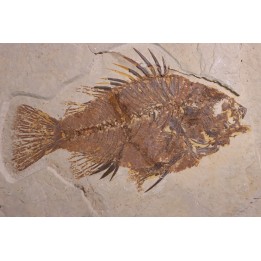 poisson fossile Priscacara serrata - Eocene - USA