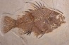 Priscacara serrata