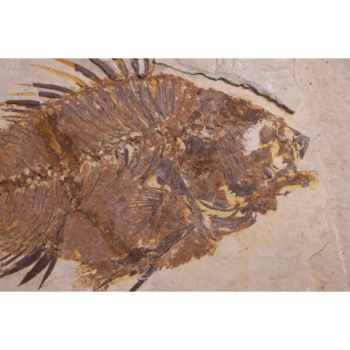 Priscacara serrata