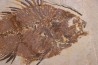 poisson fossile Priscacara serrata - Eocene - USA