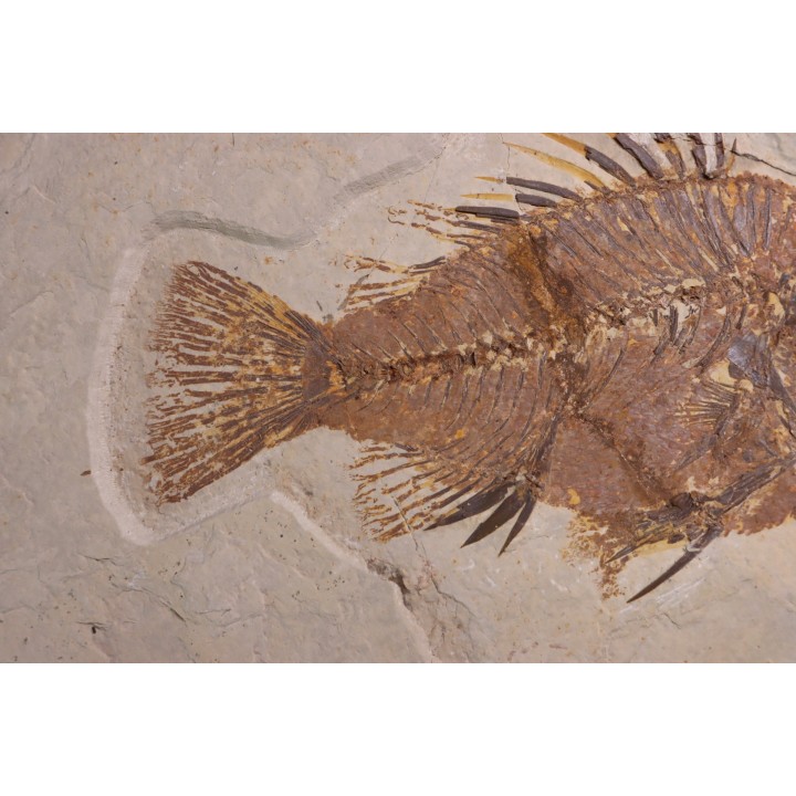 Priscacara serrata