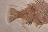 Priscacara serrata