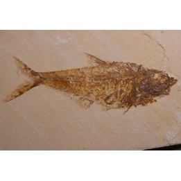 Diplomystus dentatus - Eocène - green river formation - Wyoming - USA