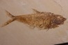 Diplomystus dentatus - Eocène - green river formation - Wyoming - USA