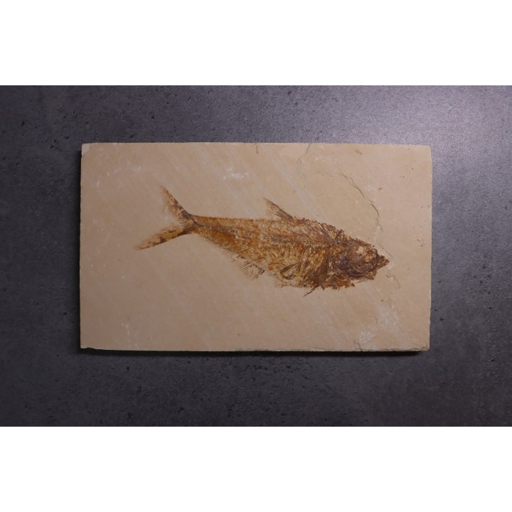 Diplomystus dentatus - Eocène - green river formation - Wyoming - USA