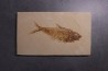 poisson fossile Diplomystus dentatus - WYOMING, USA