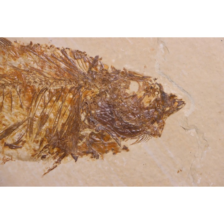 poisson fossile Diplomystus dentatus - WYOMING, USA