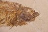 poisson fossile Diplomystus dentatus - WYOMING, USA
