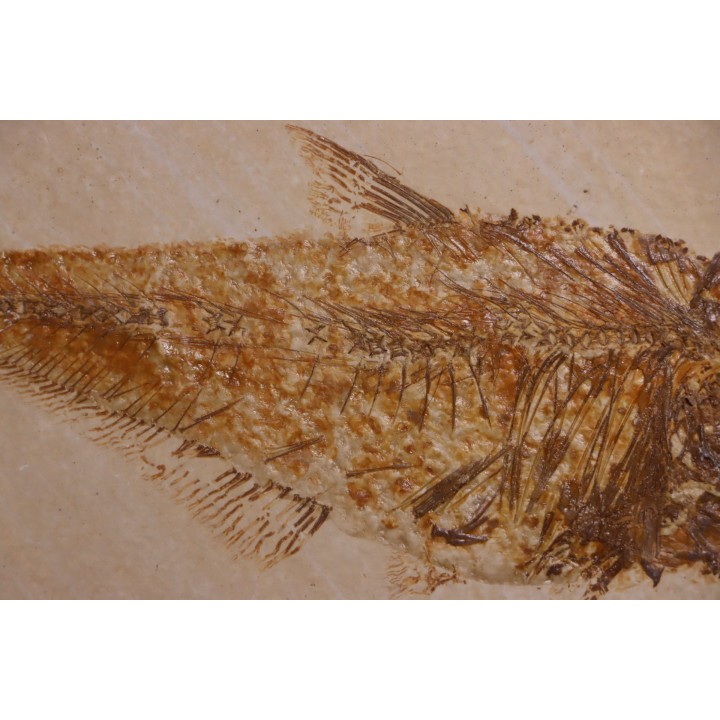 poisson fossile Diplomystus dentatus - WYOMING, USA