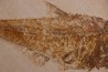 poisson fossile Diplomystus dentatus - WYOMING, USA