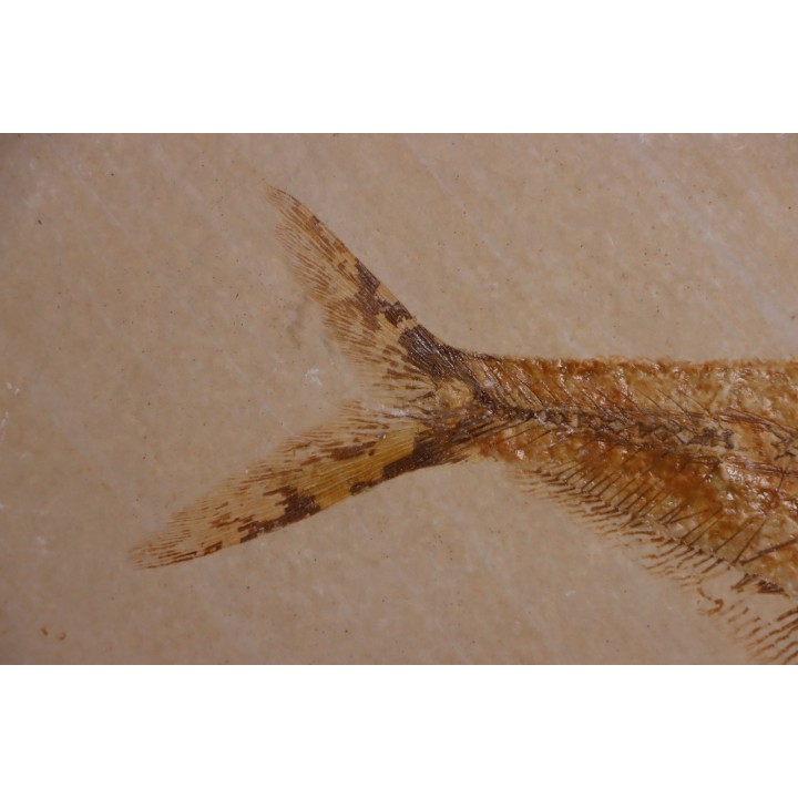 poisson fossile Diplomystus dentatus - WYOMING, USA