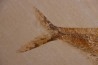 Diplomystus dentatus - Eocène - green river formation - Wyoming - USA