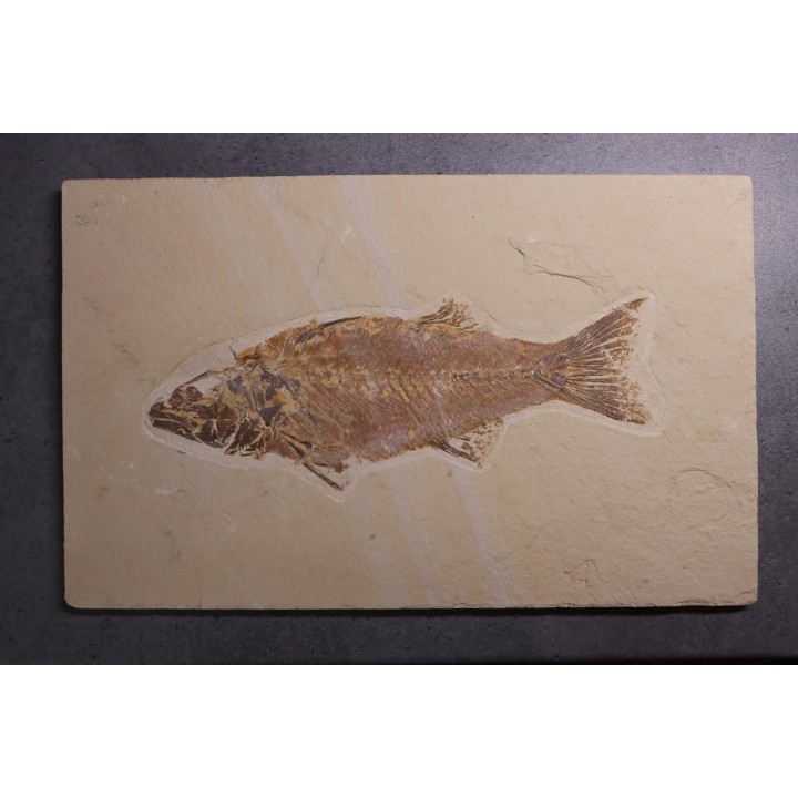 poisson fossile - Mioplosus labracoides - Eocène - green river fmt - Wyoming - USA