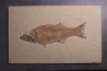 poisson fossile - Mioplosus labracoides - Eocène - green river fmt - Wyoming - USA