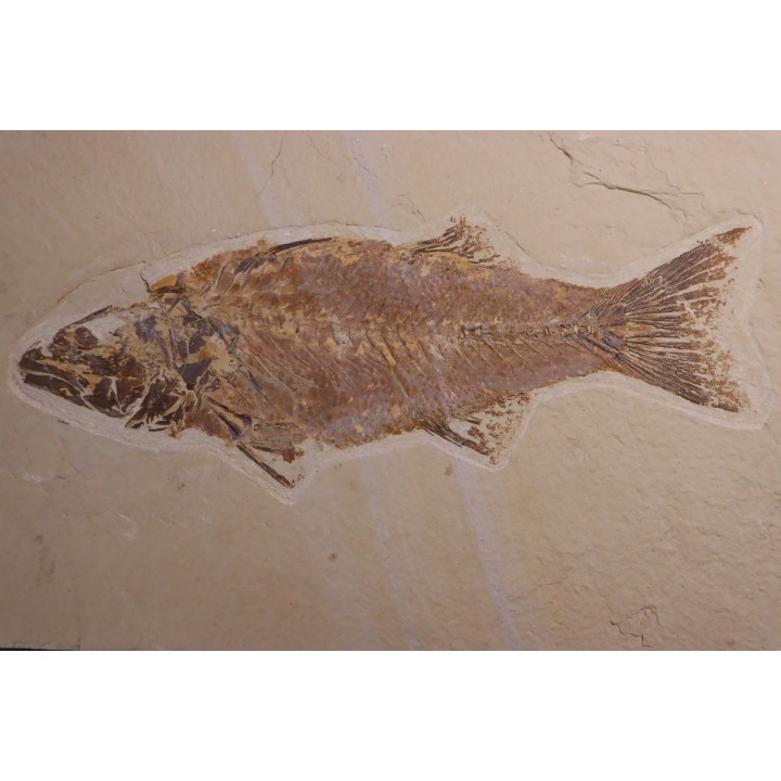 poisson fossile - Mioplosus labracoides - Eocène - green river fmt - Wyoming - USA