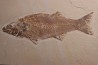 Mioplosus labracoides