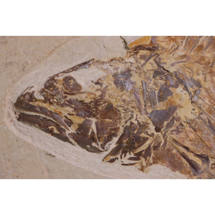 Mioplosus labracoides