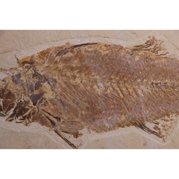 Mioplosus labracoides