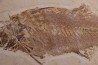 Mioplosus labracoides