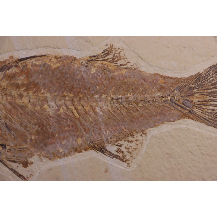 Mioplosus labracoides