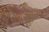 Mioplosus labracoides