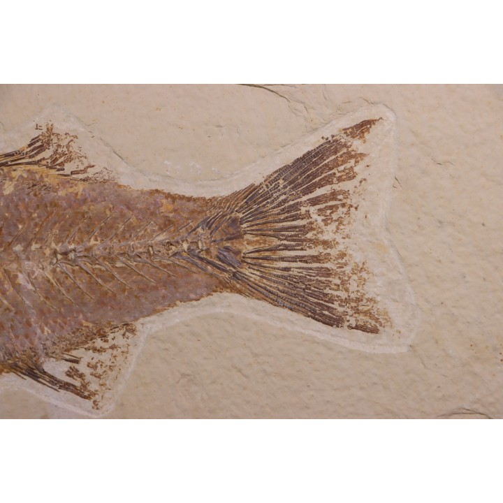 poisson fossile - Mioplosus labracoides - Eocène - green river fmt - Wyoming - USA