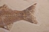 poisson fossile - Mioplosus labracoides - Eocène - green river fmt - Wyoming - USA
