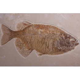 PHAREODUS testy - Eocène - green river fmt  - Wyoming - USA